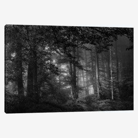 See Into The Trees Canvas Print #OXM2809} by Norbert Maier Canvas Artwork