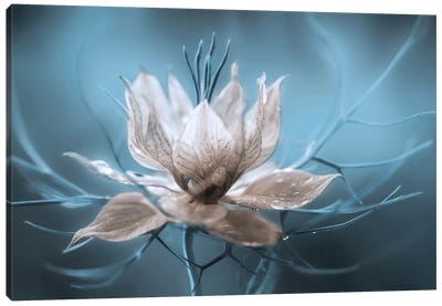 Nigella I Canvas Art Print - Flower Art