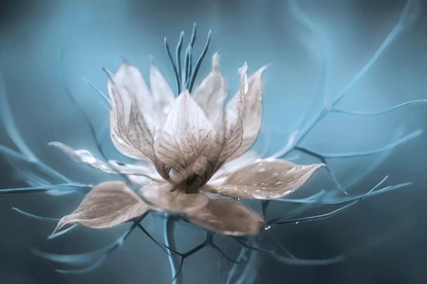 Large Photography - Canvas Prints: Nigella I by Mandy Disher
