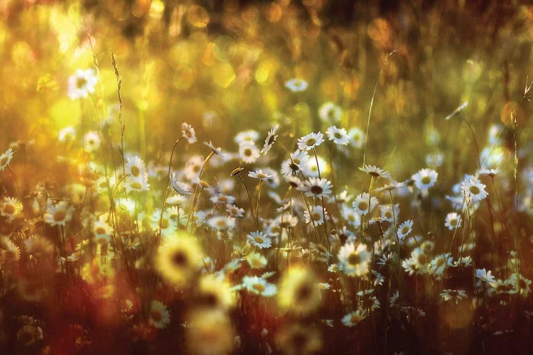 Wonderland by Stefan Eisele wall art