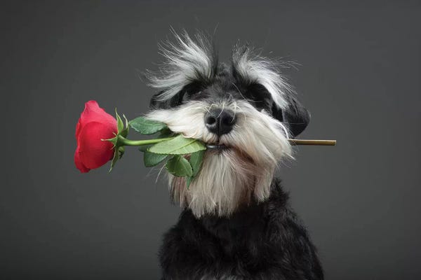 Dog Photography: Tango Dancer by Adnan Mahmutovic