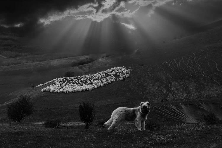 Shepherd Dog by Clas Gustafson wall art