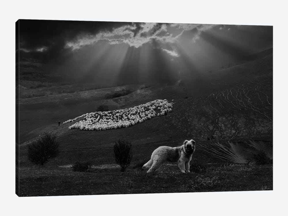Shepherd Dog by Clas Gustafson 1-piece Canvas Art