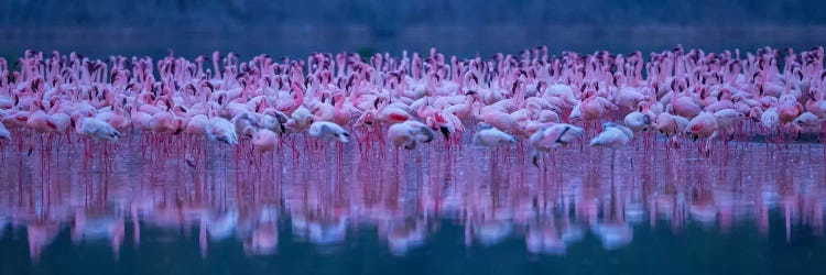 Flamingos by David Hua wall art