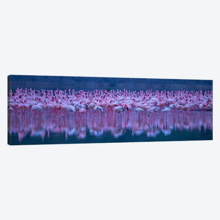 Flamingos Canvas Print #OXM2966} by David Hua Canvas Art