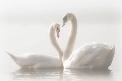 Swans