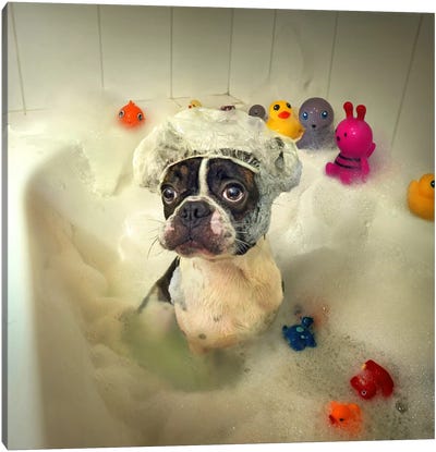 The Bath Canvas Art Print - Boston Terrier Art