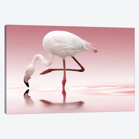 Flamingo Canvas Print #OXM2976} by Doris Reindl Canvas Print
