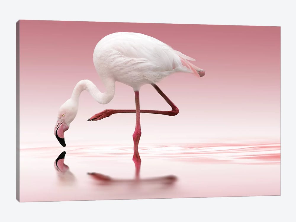 Flamingo by Doris Reindl 1-piece Canvas Wall Art