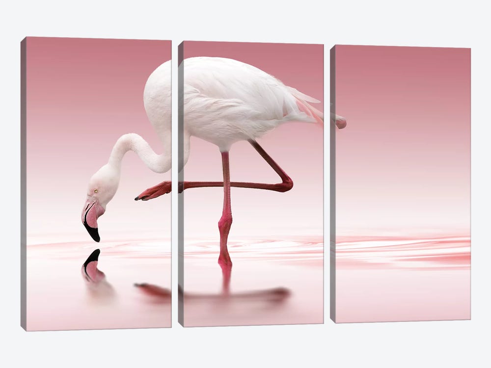 Flamingo by Doris Reindl 3-piece Canvas Art