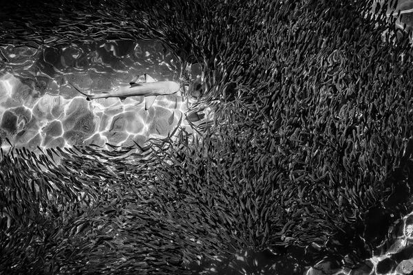 Sharks: Out...To Get You by Frank Busch