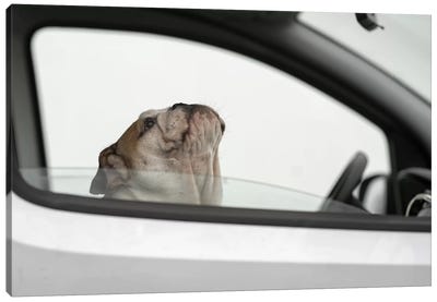Busted! For Speeding Canvas Art Print - Bulldog Art