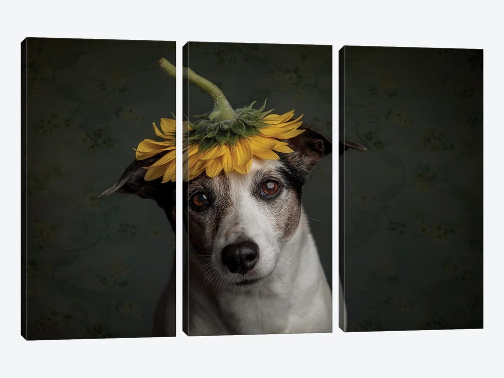 Does She Realize She Looks Like A Sunflower.... by Heike Willers 3-piece Canvas Art Print