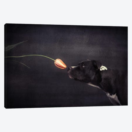 First Approach - Hildegard And The Tulip Canvas Print #OXM3029} by Heike Willers Canvas Art Print