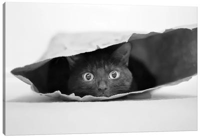 Cat In A Bag Canvas Art Print - Cat Art