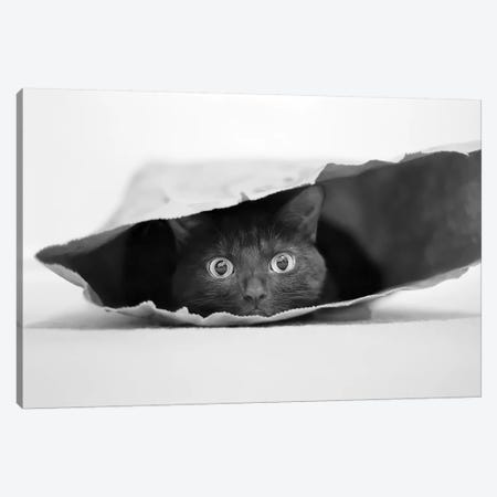 Cat In A Bag Canvas Print #OXM3063} by Jeremy Holthuysen Art Print