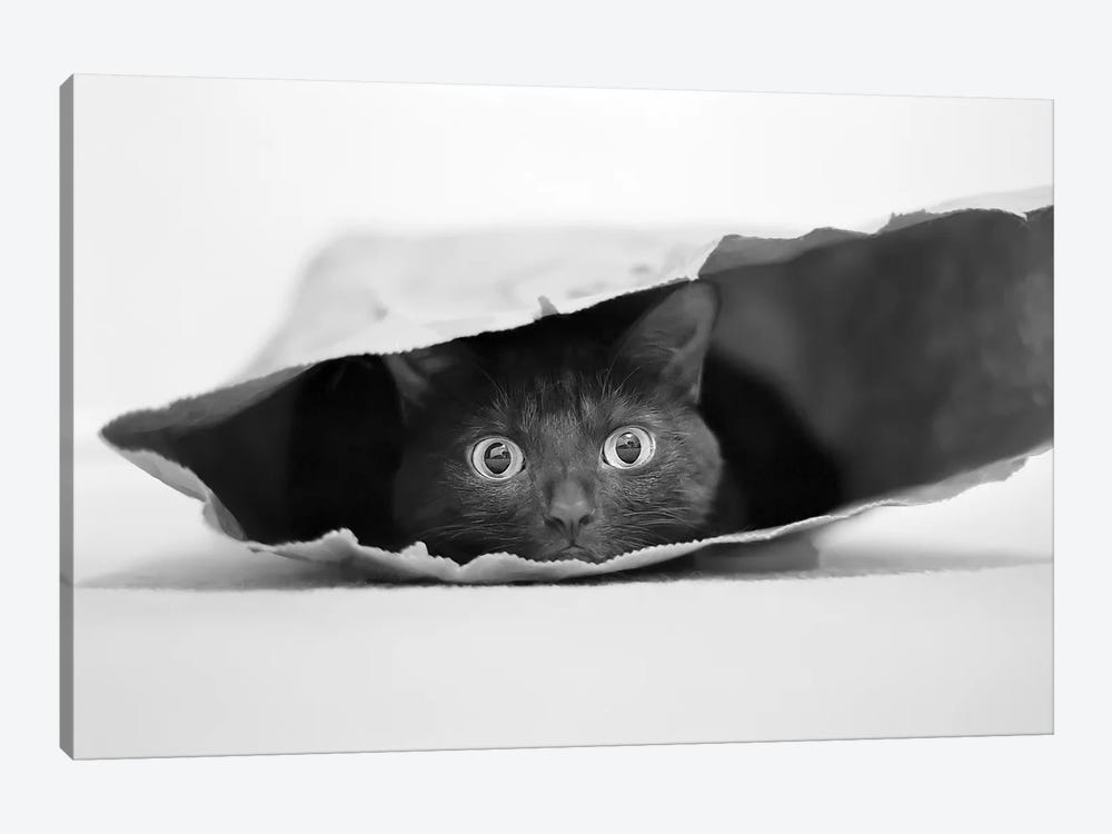 Cat In A Bag by Jeremy Holthuysen 1-piece Canvas Art