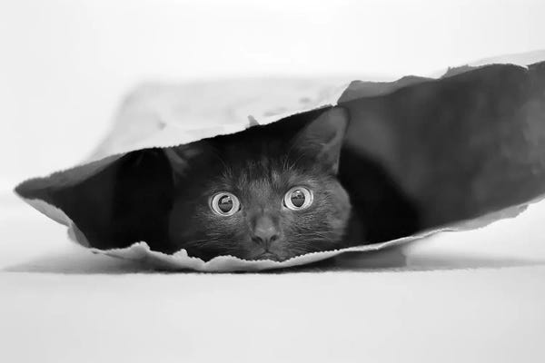 Black Cats: Cat In A Bag by Jeremy Holthuysen