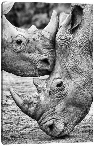 Face To Face Canvas Art Print - Rhinoceros Art