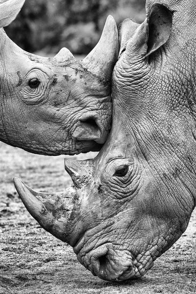 Rhinoceroses: Face To Face by Jesus Concepcion