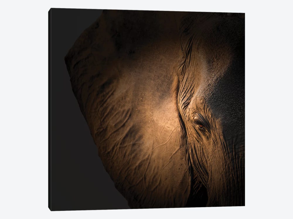 Gentle Giant by Louise Wolbers 1-piece Canvas Artwork