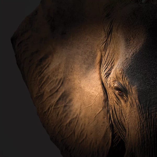 Ancient Wonders: Gentle Giant by Louise Wolbers