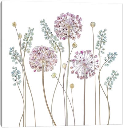 Allium Canvas Art Print - 1x Floral and Botanicals
