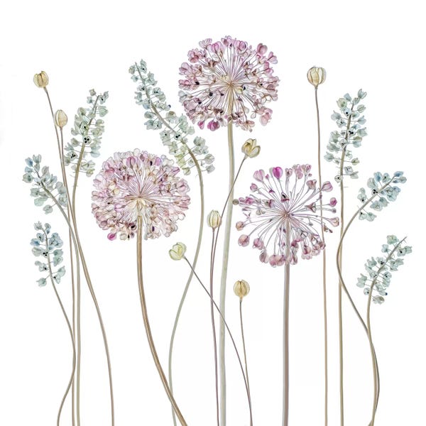 Alliums: Allium by Mandy Disher