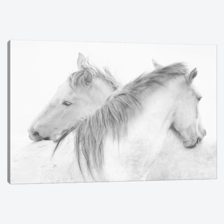 Horses Canvas Print #OXM3106} by Marie-Anne Stas Canvas Print
