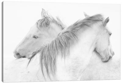 Horses Canvas Art Print - White Art