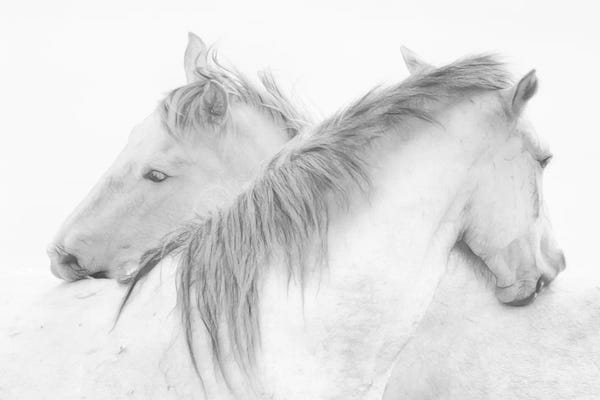 Black & White: Horses by Marie-Anne Stas