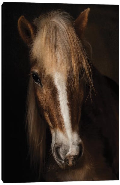 Sapience Canvas Art Print - Horse Art