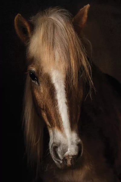 Horses: Sapience by Martine Benezech