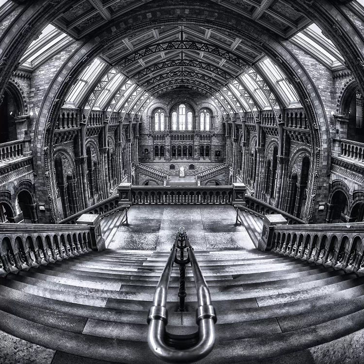 Harry Potter Meets Escher And Darwin by Massimo Cuomo wall art