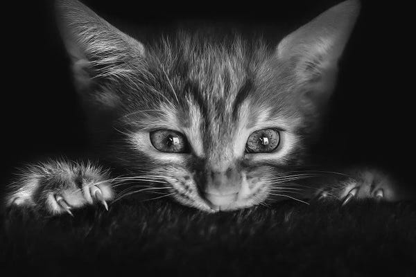 Photogenic Animals: At The Movies by Monte Pi (10Catsplus)