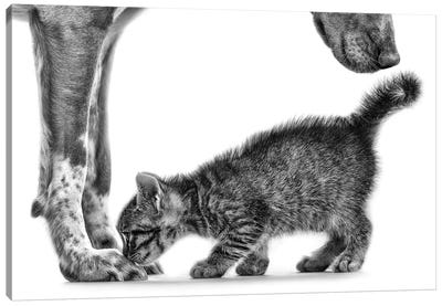 Smell Me Canvas Art Print - Kitten Art