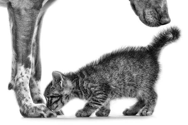 Photogenic Animals: Smell Me by Monte Pi (10Catsplus)