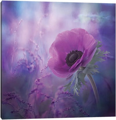 Anemone Flower Art: Canvas Prints iCanvas Art Wall & 