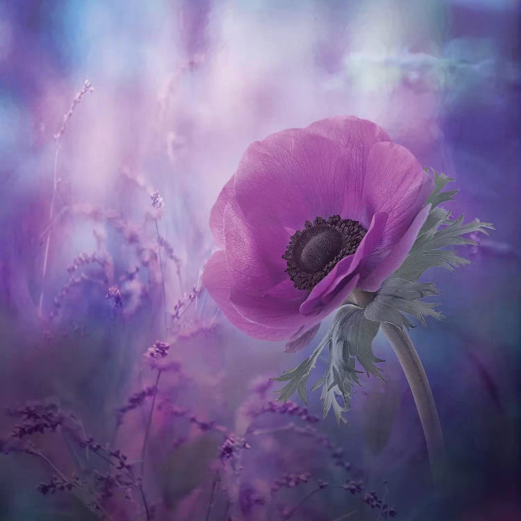 Ecstasy by Natalia Simongulashvili wall art