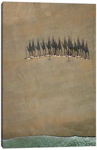 Broome Camel Train Canvas Art Print - Aerial Beaches 