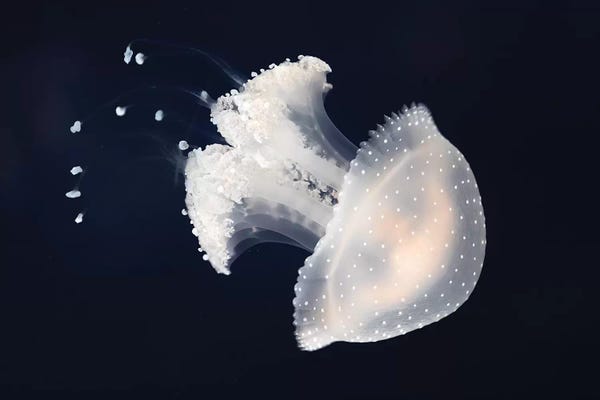 Jellyfish: Jelly by Sebastian Graf