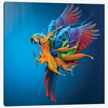 Flying Colours Canvas Print #OXM3200} by Sulaiman Almawash Canvas Print