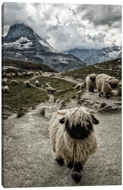 Out Of My Way Canvas Art Print - Sheep Art