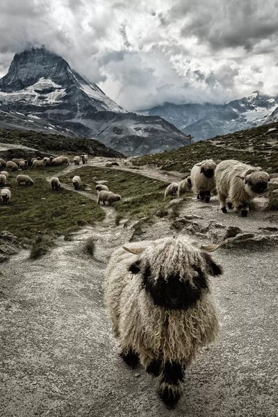 Sheep: Out Of My Way by Susanne Landolt