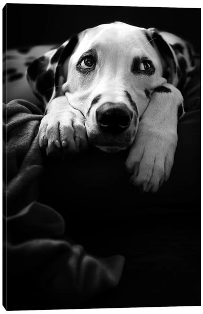 Nothing Is Happening :-( Canvas Art Print - Dog Photography
