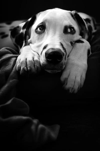 Dalmatians: Nothing Is Happening :-( by Ute Scherhag