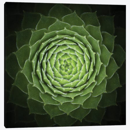 Succulent Canvas Print #OXM3226} by Victor Mozqueda Canvas Wall Art