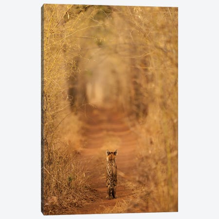 The Tiger In The Tunnel Canvas Print #OXM3242} by Ab Apana Art Print