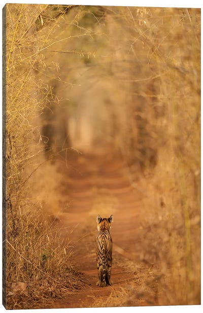The Tiger In The Tunnel Canvas Art Print