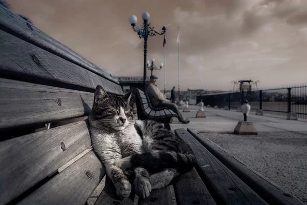 Sleeping & Napping: Sluggard by Ahmet Mustafa Arvas